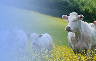  溢康能（反刍）